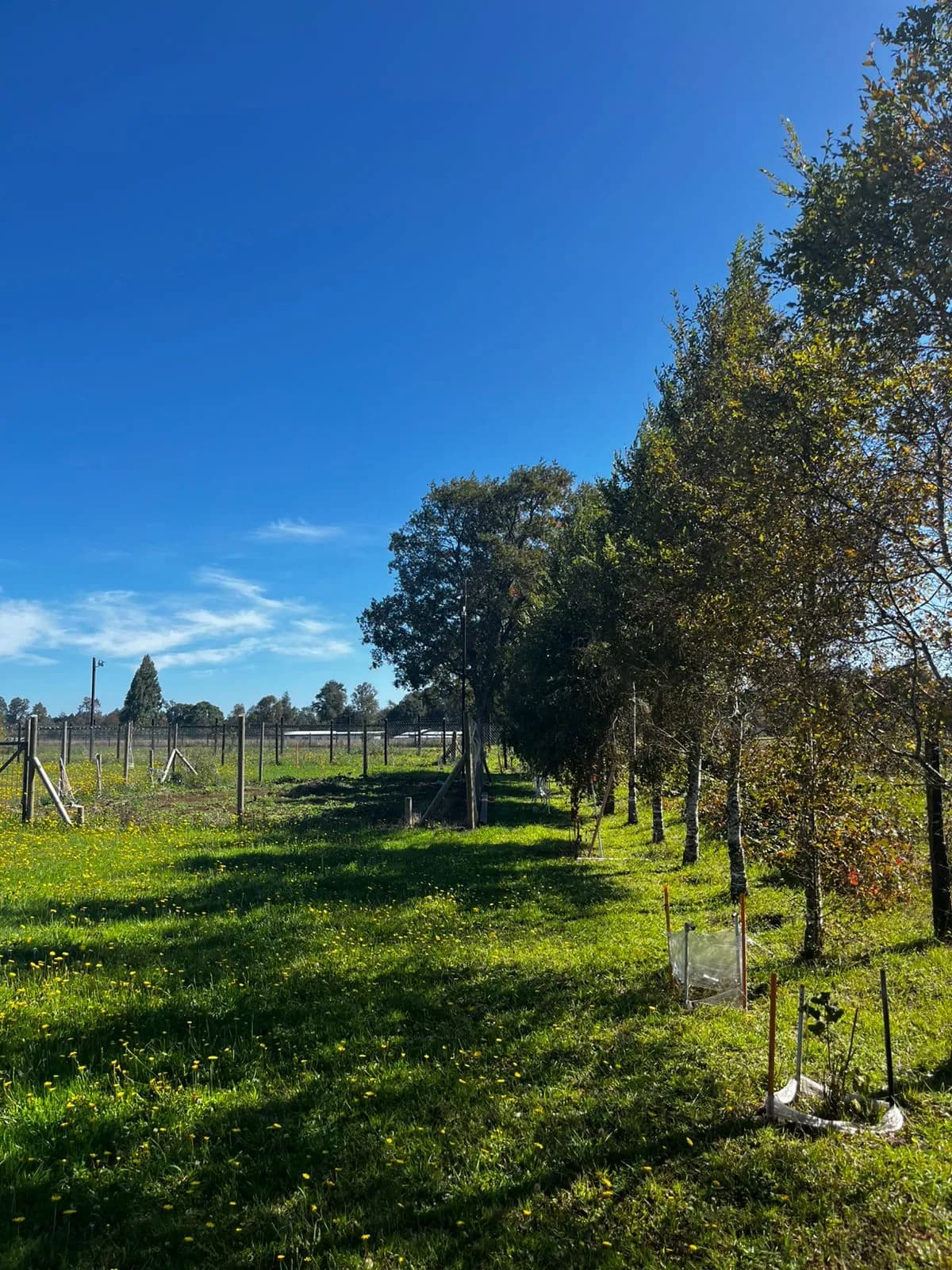 Parcela con cabaña en Frutillar — fotografía 4 de 12