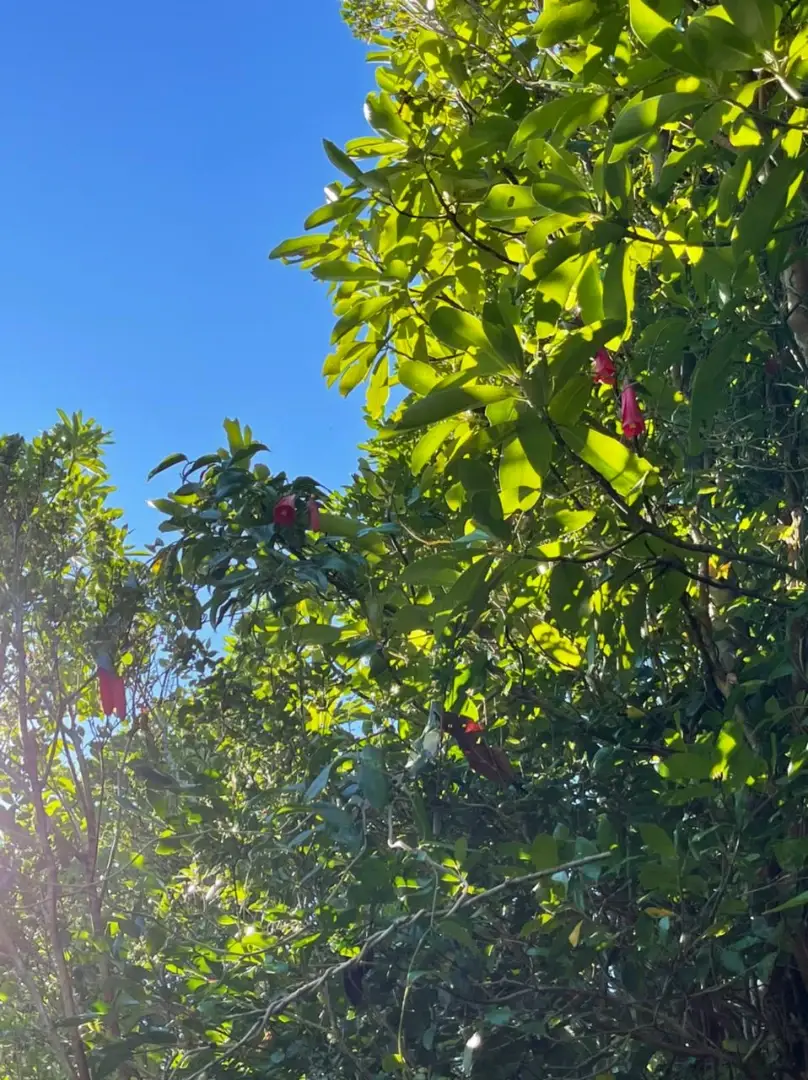 Proyecto de parcelas en Riñinahue — fotografía 8 de 10