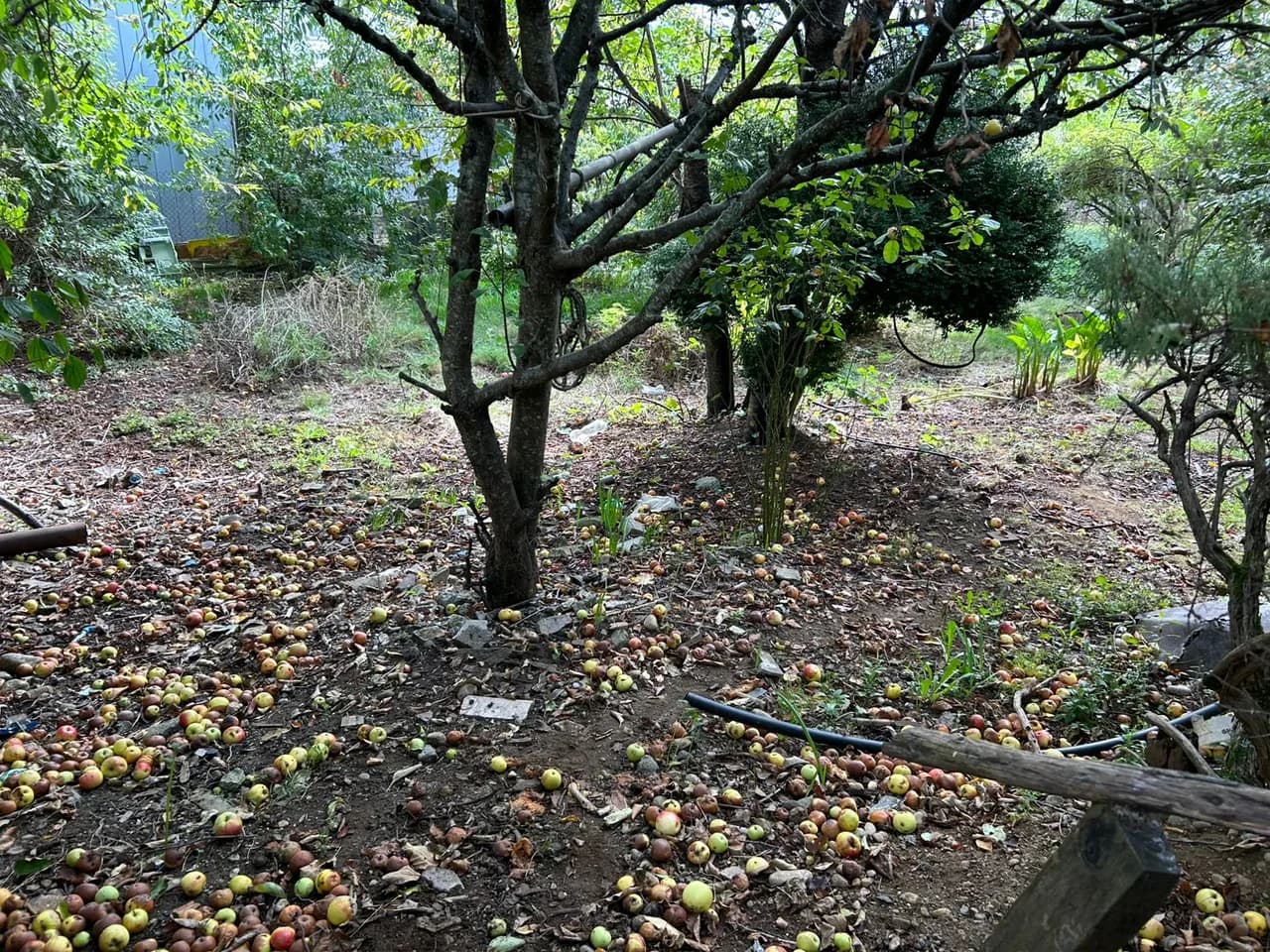 Terreno de 525 m² con vivienda en Los Lagos — fotografía 8 de 10