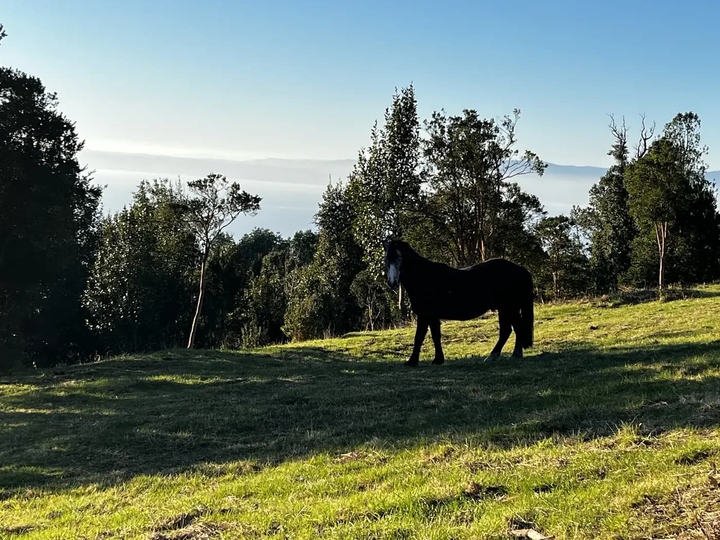 Un caballo pastando en la pradera del predio, entre árboles nativos