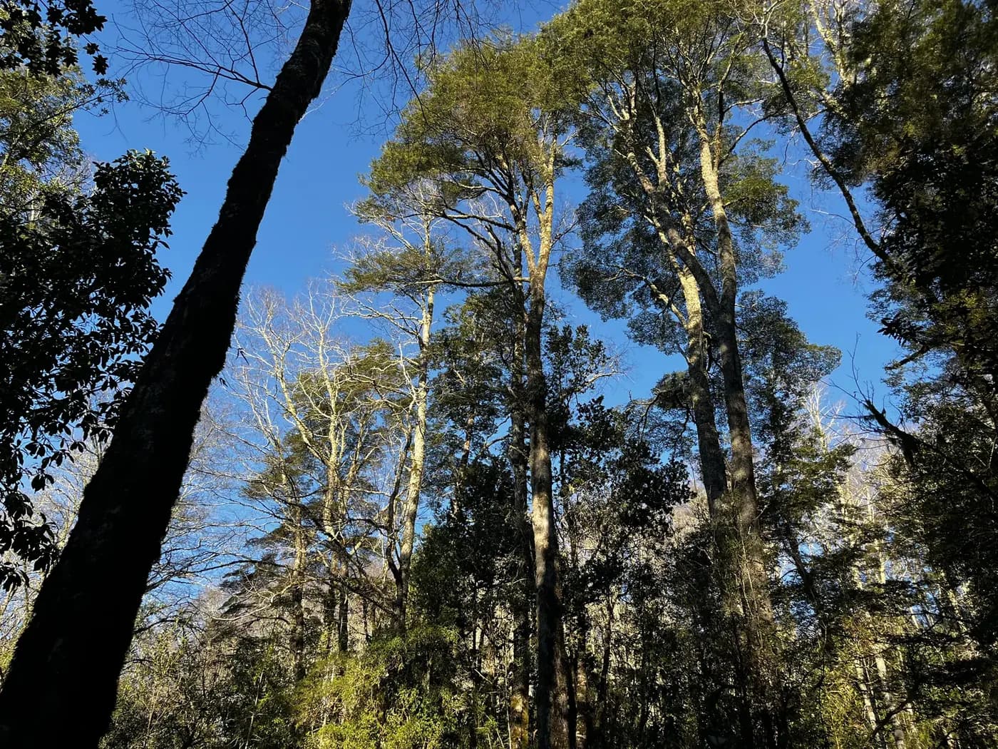 Árboles nativos altos contra el cielo azul, dentro del bosque del predio