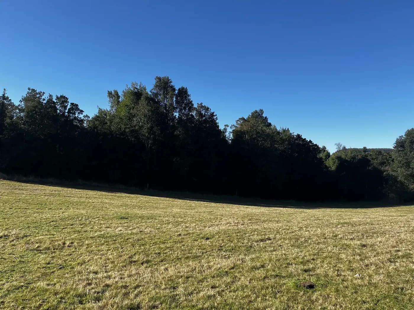 Pradera con sombras largas de la tarde y una línea de árboles