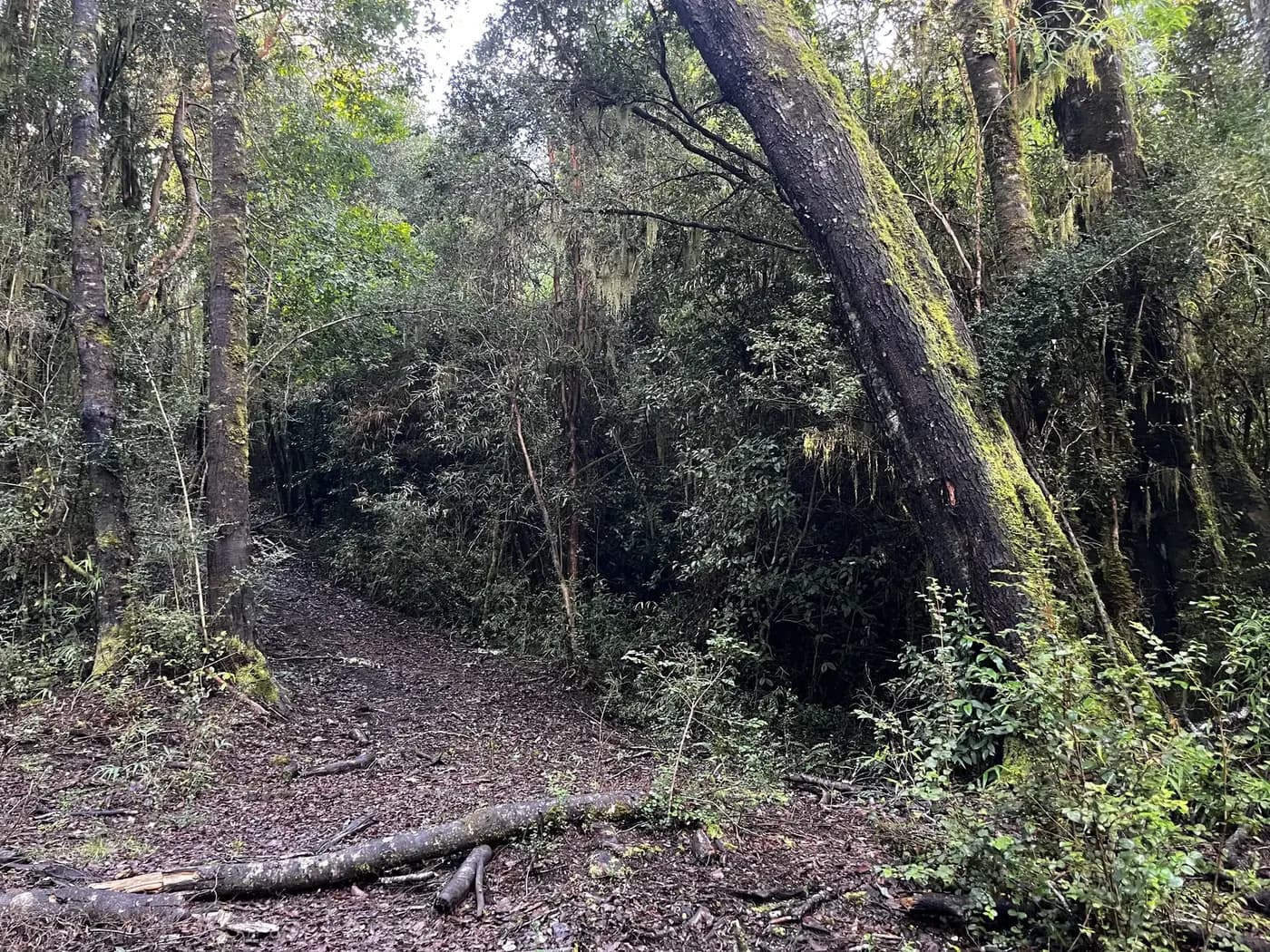 Sendero de tierra que entra en el bosque nativo