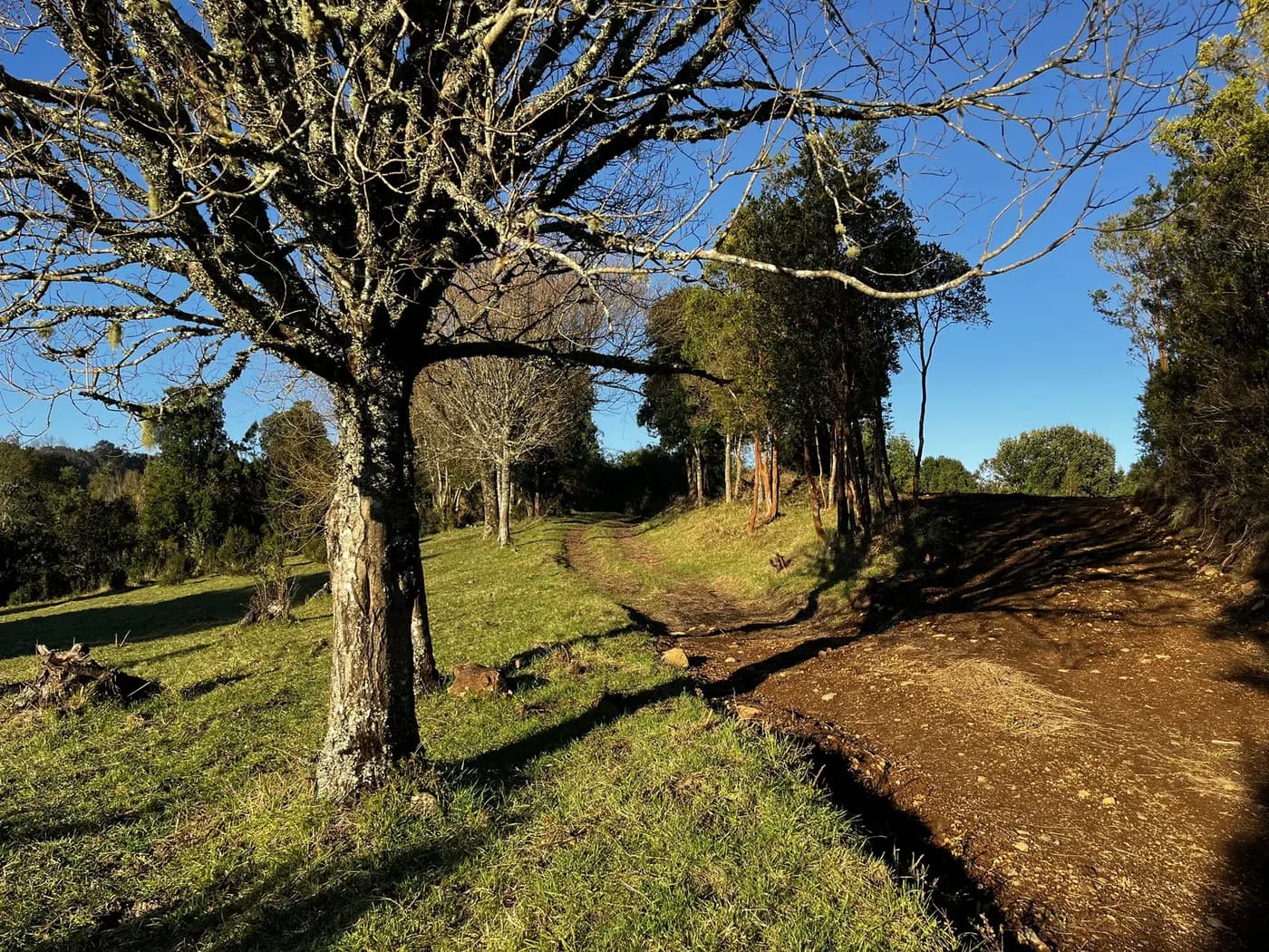 Árbol añoso junto a un camino de tierra, con la pradera al fondo