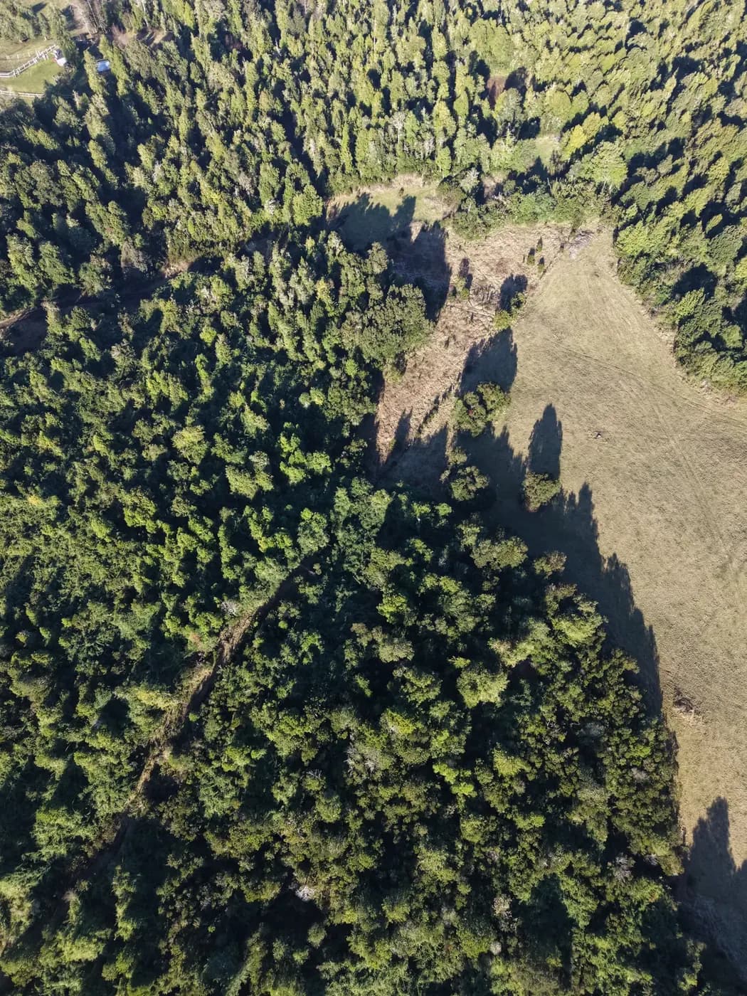 Vista aérea cenital del bosque nativo y un claro del predio