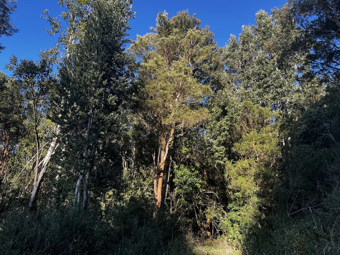 Interior del bosque nativo, con troncos altos y luz entre las copas