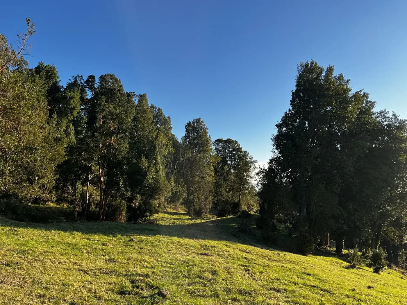 Pradera del predio rodeada de árboles nativos al atardecer