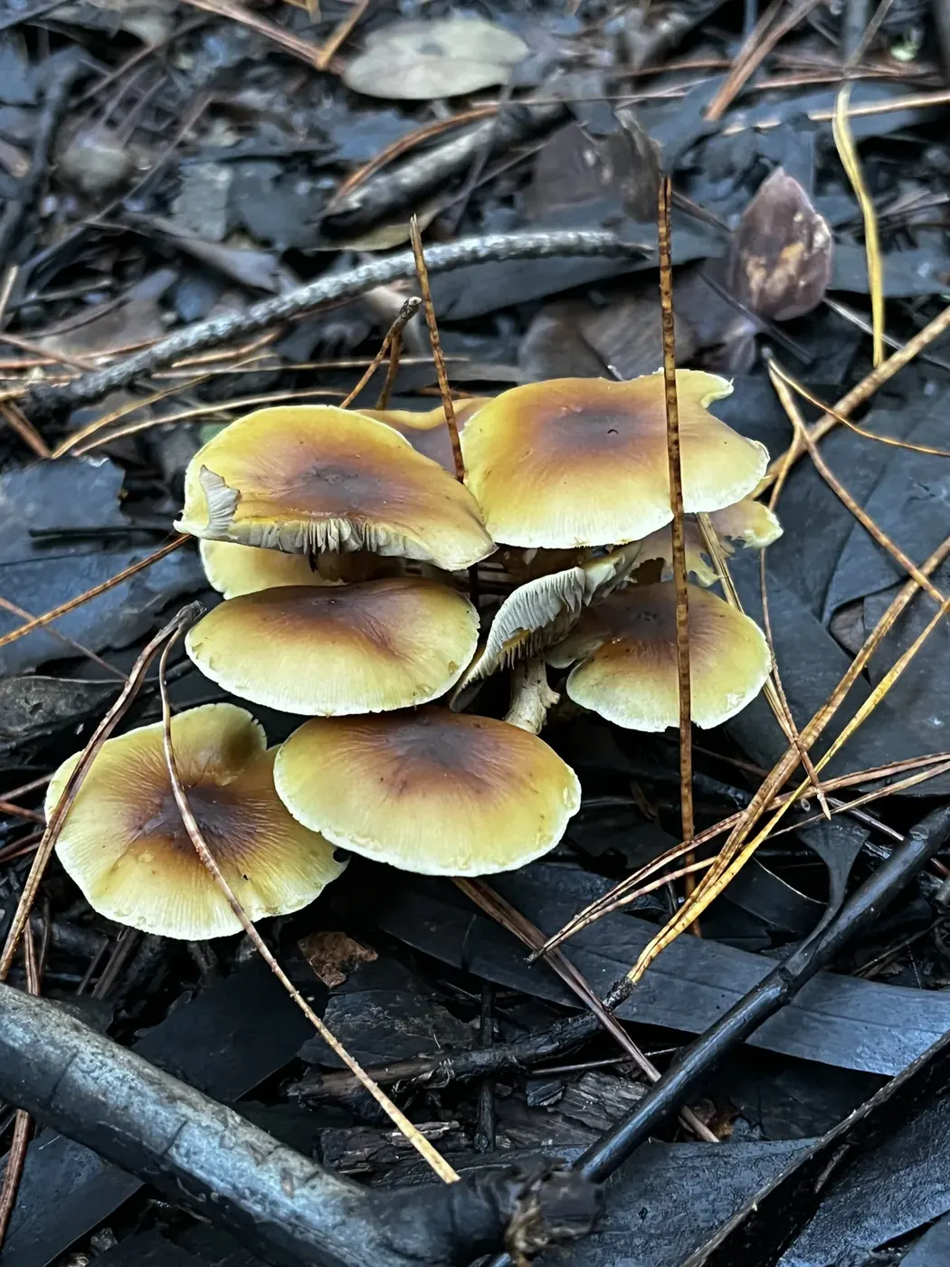 Hongos entre ramas caídas en el suelo del bosque