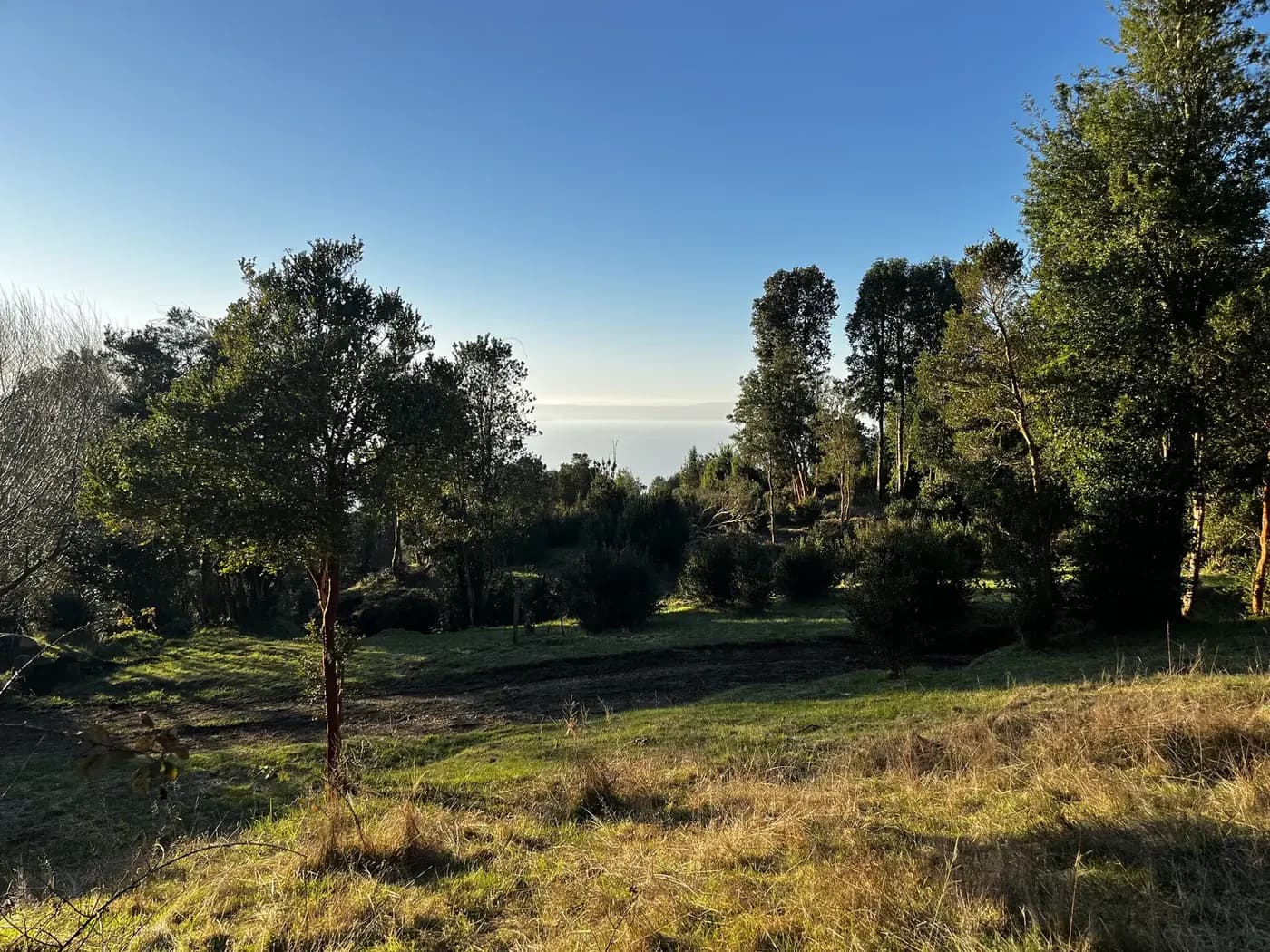 Árbol solitario en la pradera, con el bosque detrás